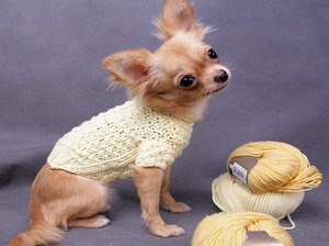 Вязаная одежда для собак своими руками для чихуахуа