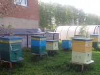 Продаются пчелы "Дадановские" ульи 12-ти рамочные