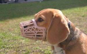Пластиковый намордник для собак