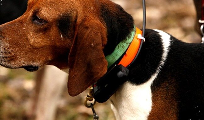Ошейник с GPS трекером для охотничьих собак