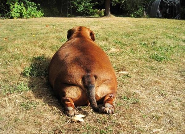 Ожирение собаки влечет за собой много негативных последствий