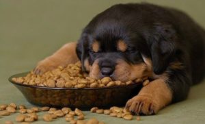 Собака ест корм