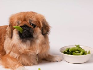 Почему собаку рвет после еды непереваренной пищей и как ей помочь