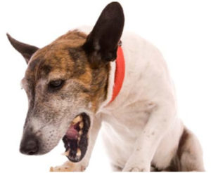 собаку рвет после еды непереваренной пищей и как ей помочь