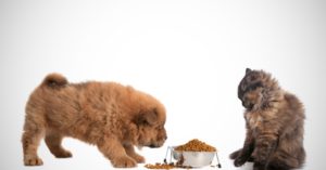 Почему собаки предпочитают употреблять кошачий корм