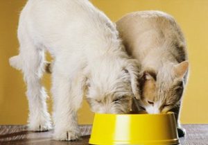 Способы отучения собаки от такой еды