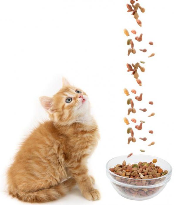 савара корм для кошек отзывы ветеринаров 