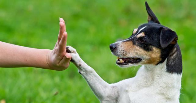 как научить собаку команде рядом без поводка 