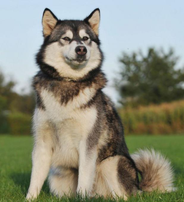 Собака-волк - как называется порода?