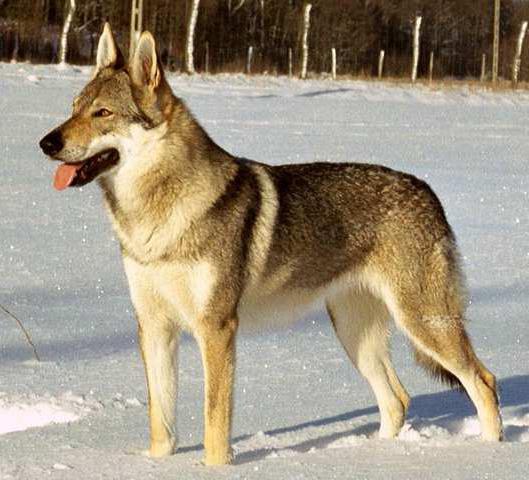 Собака-волк - как называется порода?