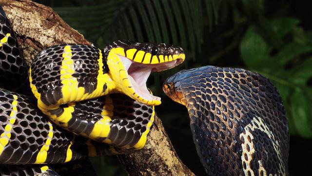 змея с желтой головой