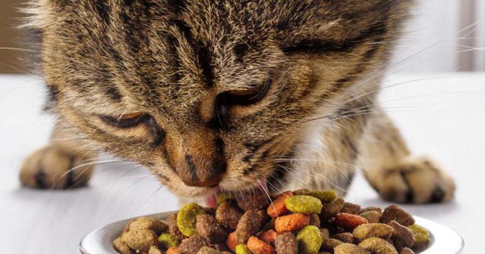 Чем кормить взрослую кошку