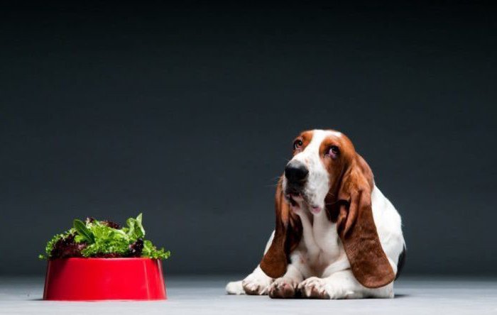 почему собака отказывается есть сухой корм
