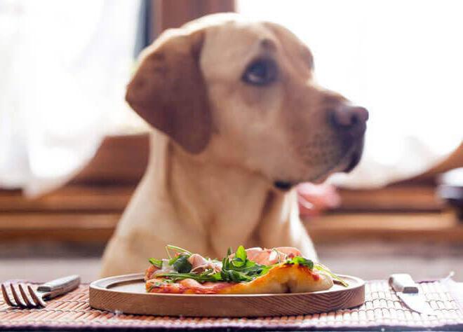 Какой корм для собак лучше натуральный или сухой