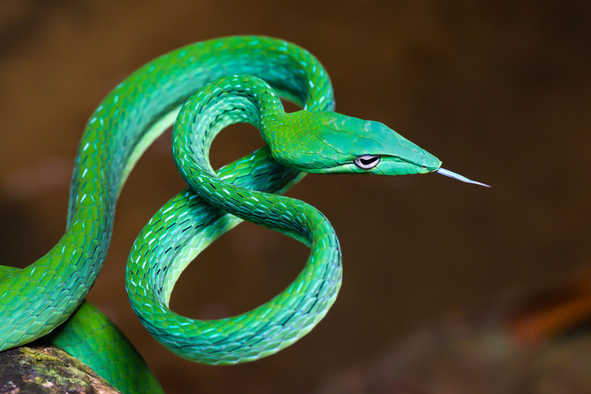 10 красивейших змей планеты
