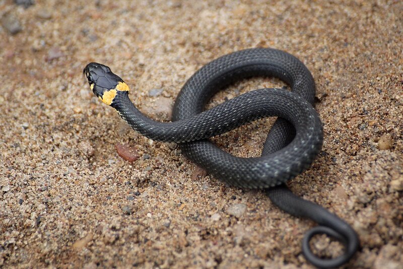 Уж обыкновенный (лат. Natrix natrix) - небольшая черная змея с желтыми «ушами