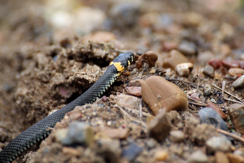 Уж обыкновенный (лат. Natrix natrix) - небольшая черная змея с желтыми «ушами» - пятнами в задней части головы