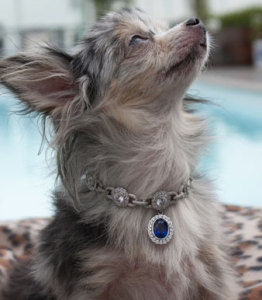 Ожерелье для собаки с бриллиантами - i-Love-Dogs-Diamond