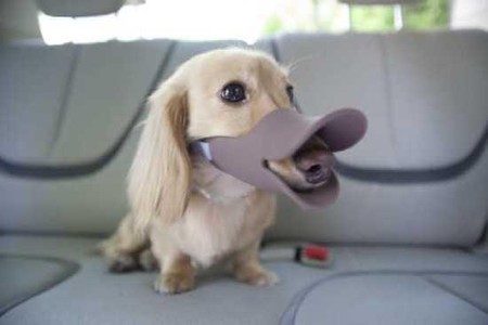 Клювы для собак – японское изобретение Quack Muzzle — фото 4