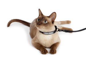 collar_for_cat