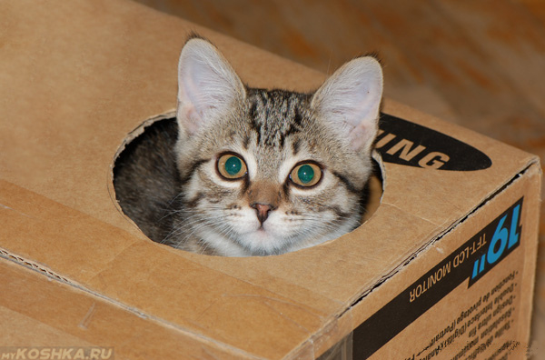 Кот играется с игрушкой из коробки