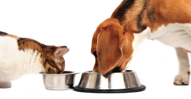 Собака и кошка употребляющие пищу из мисок