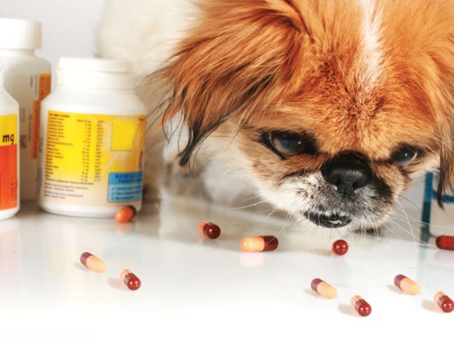 Пробиотики на столе и собака