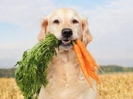 В диету для собак входят и овощи