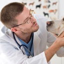Корм GINA для собак - отзывы ветеринаров и владельцев животных
