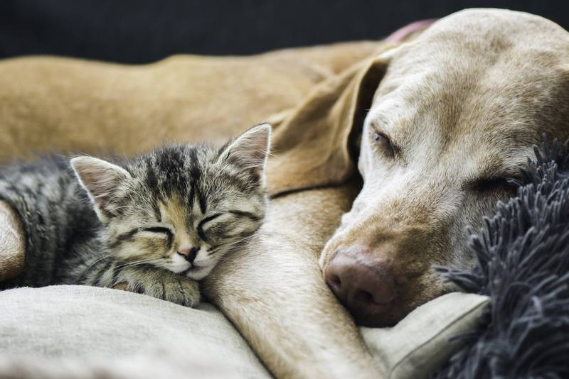 Домик для кошки и собаки вместе