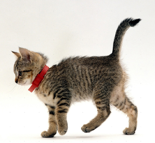 Tabby kitten wearing red flea collar white background
