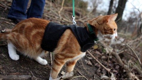training a cat to walk outside on a leash