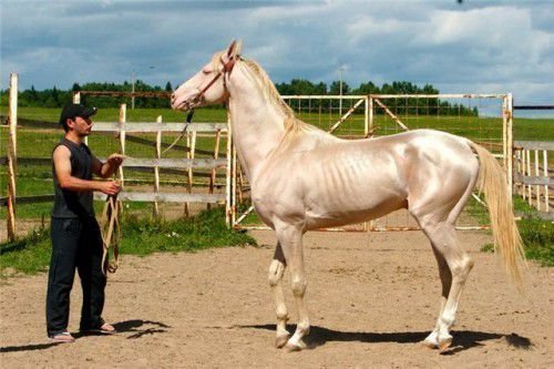 Изабелловый конь