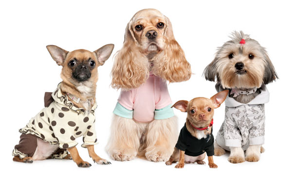 Одежда для собак породы собак