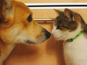 Разделение территории между кошкой и собакой