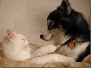 Дружба между кошкой и собакой