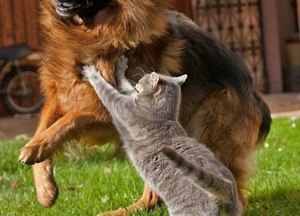 Как оградить собаку от агрессии кошки