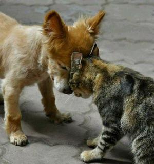 Как подружить кошку с щенком