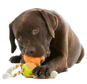 Писк игрушки для собак
