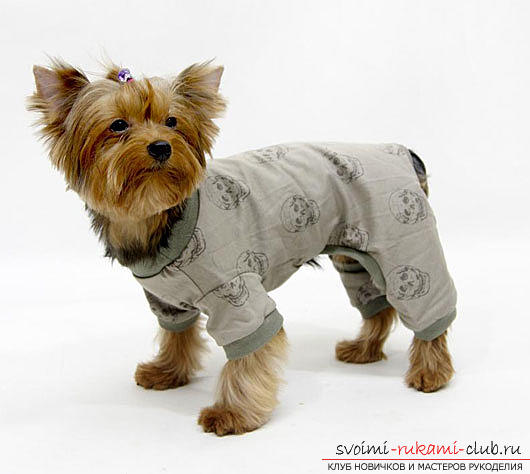 Тёплая одежда для маленьких собак с выкройками своими руками, фото и инструкции