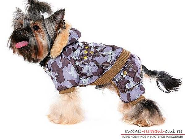 Тёплая одежда для маленьких собак с выкройками своими руками, фото и инструкции