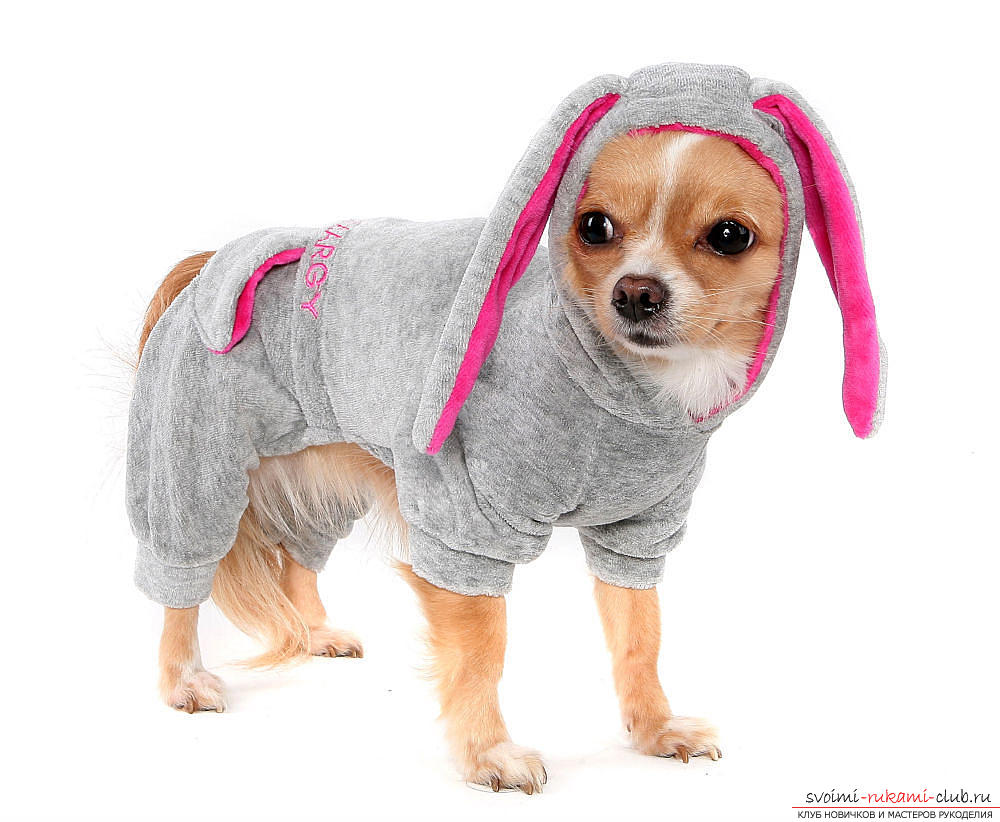 Тёплая одежда для маленьких собак с выкройками для начинающих. Фото №1