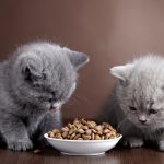 Правильное смешанное питание для кошки