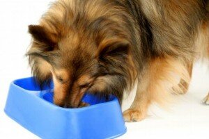 Чем лучше кормить собаку: сухим кормом или консервами