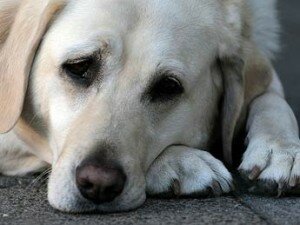 Понос (диарея) у собак: причины и лечение