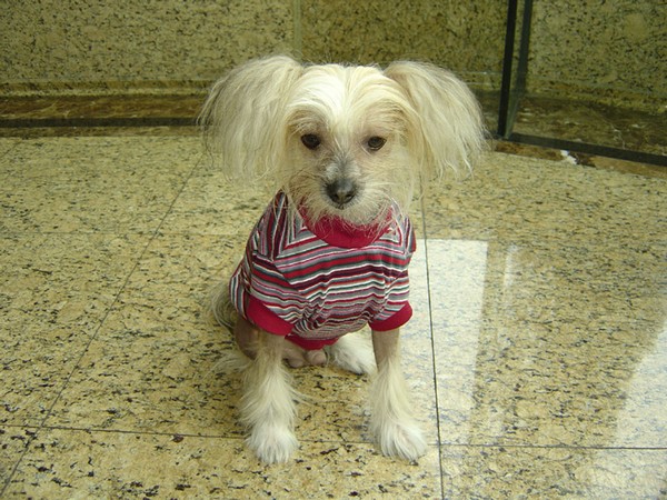 Фотогалерея одежда для китайской хохлатой собаки фото - 19