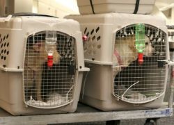 Переноска для собаки в самолет 