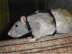 Крыс в шлейке