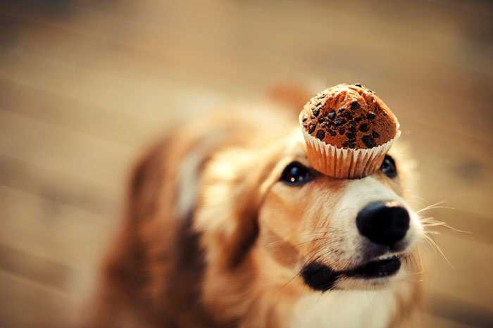 Собака держит на голове кекс, фото фотография 