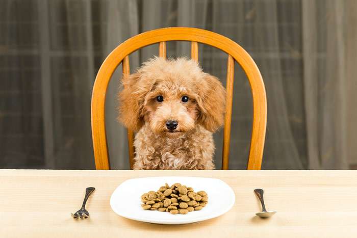 Пудель сидит за столом, перед собакой стоит тарелка с кормом, фото фотография